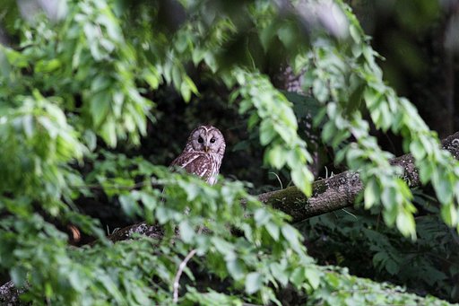 フクロウのお母さん