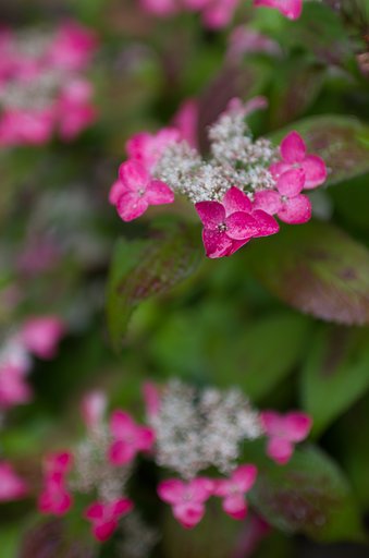 SIGMA 30mm F1.4 DC HSM