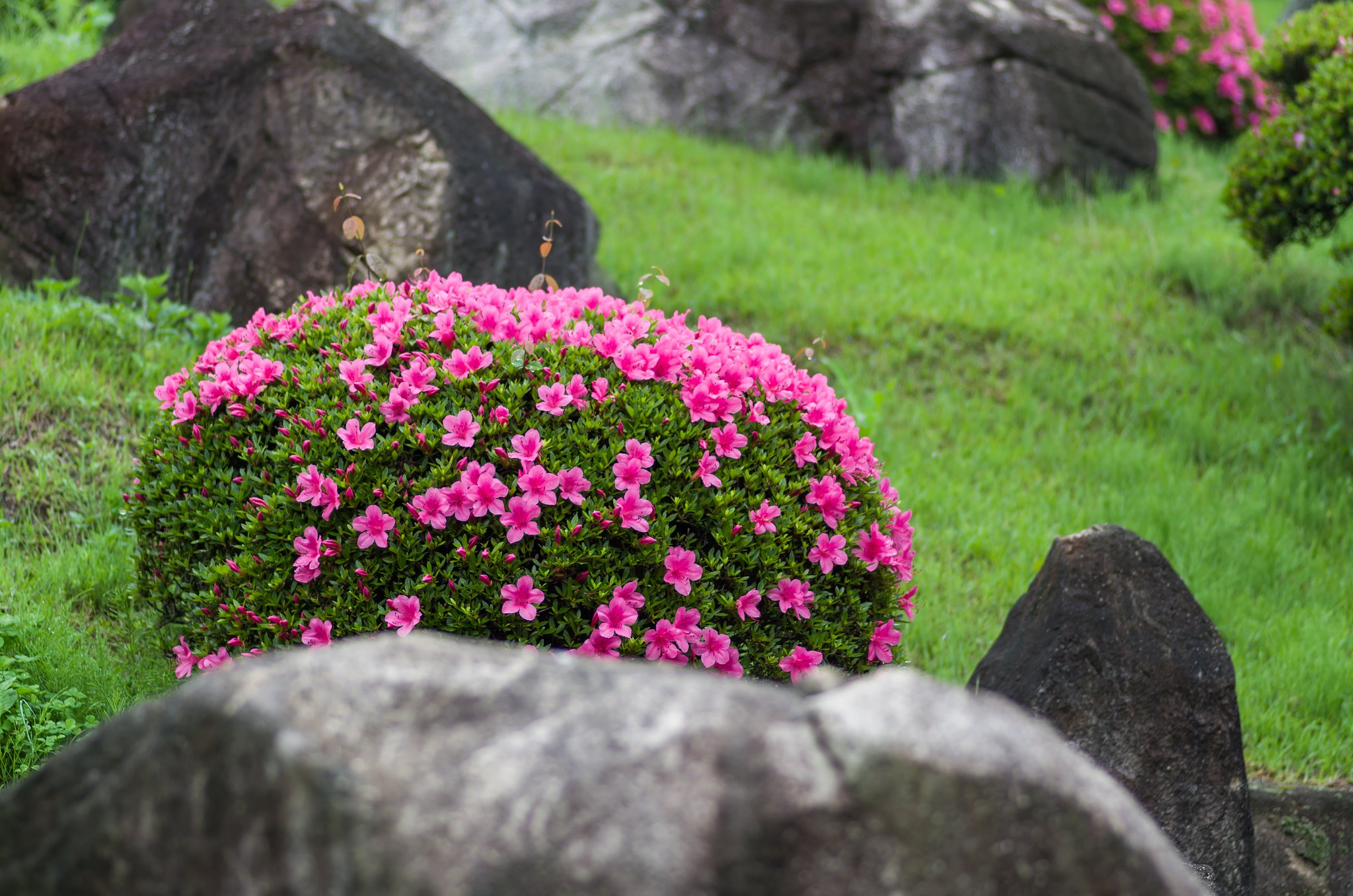 庭園