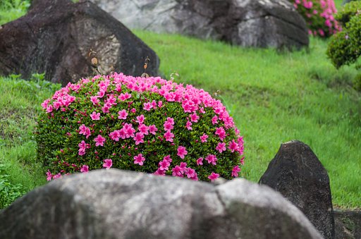 庭園