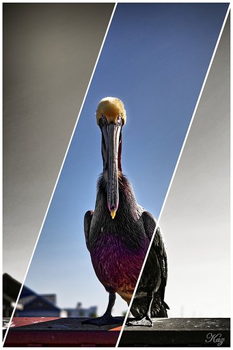 【縦画像】ペリカン