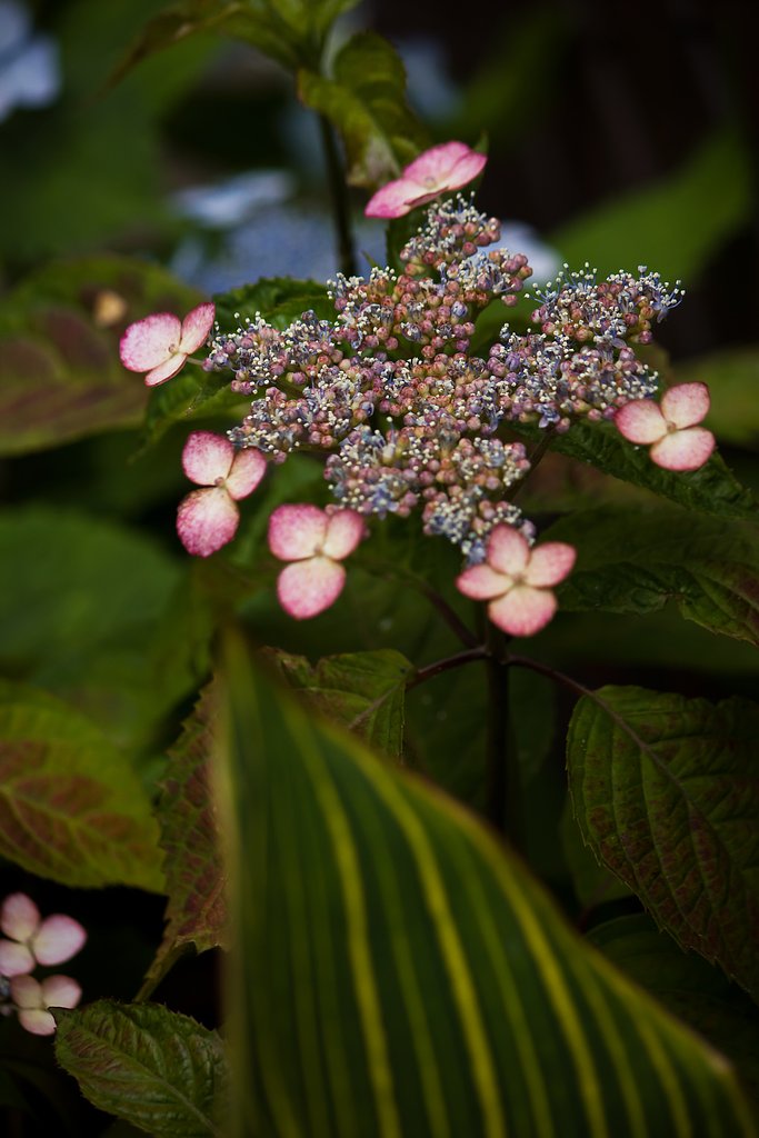 山紫陽花「甘茶」