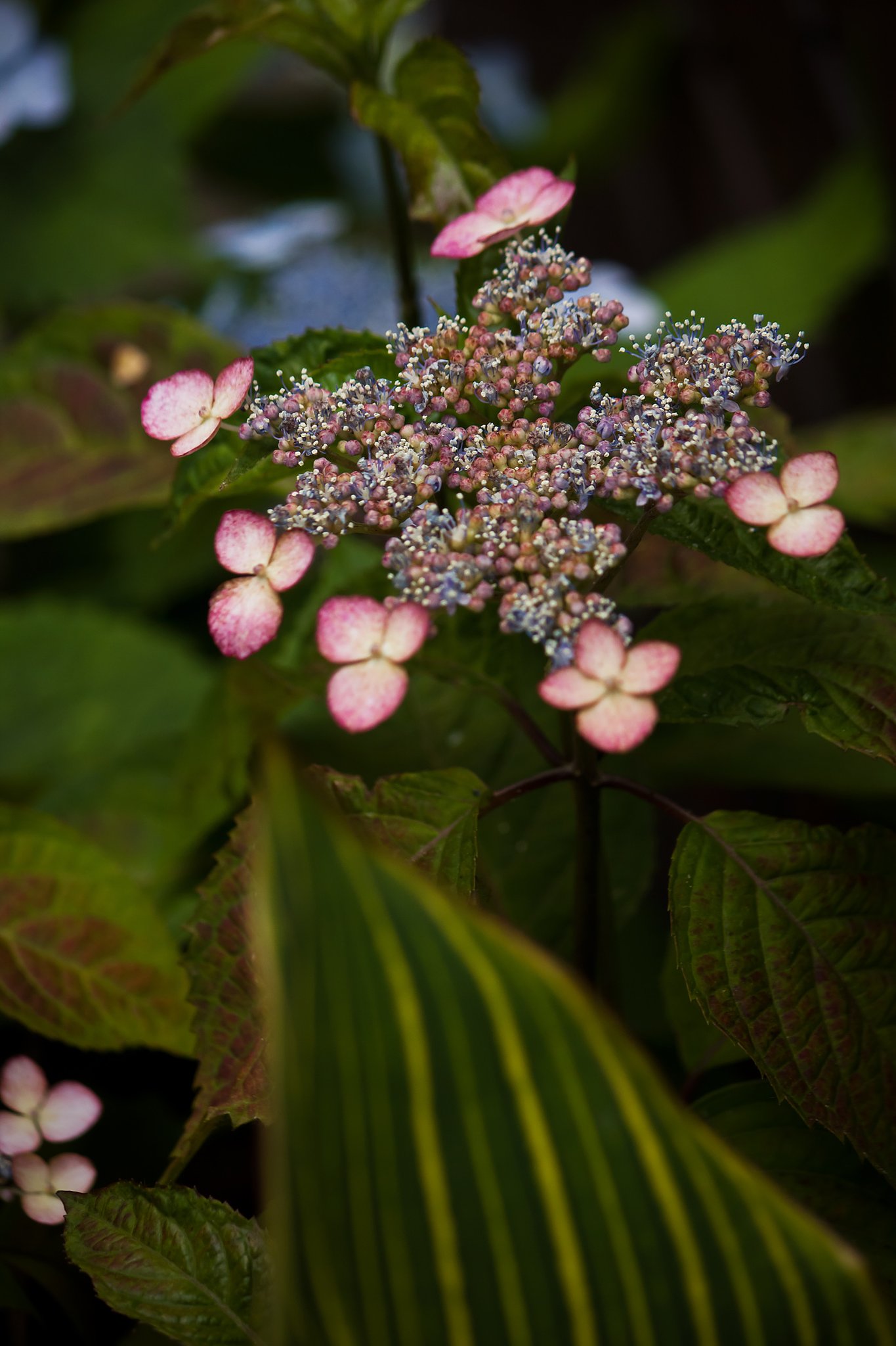 山紫陽花「甘茶」