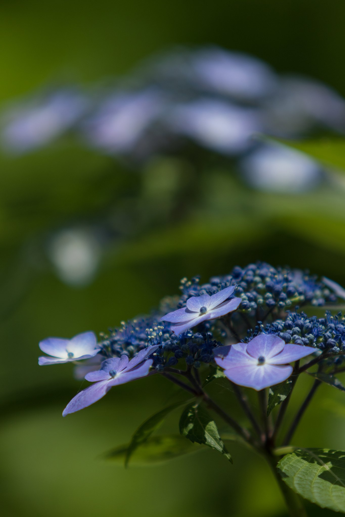 EF70-200mm F2.8 L