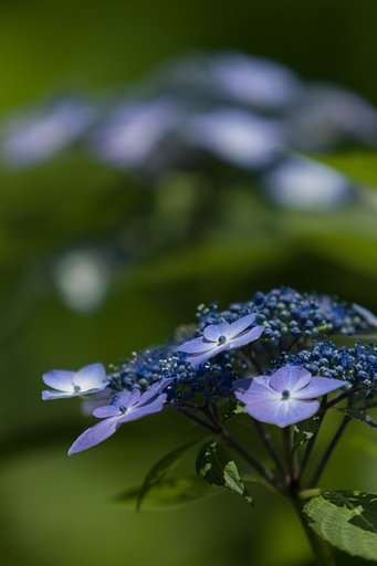 EF70-200mm F2.8 L