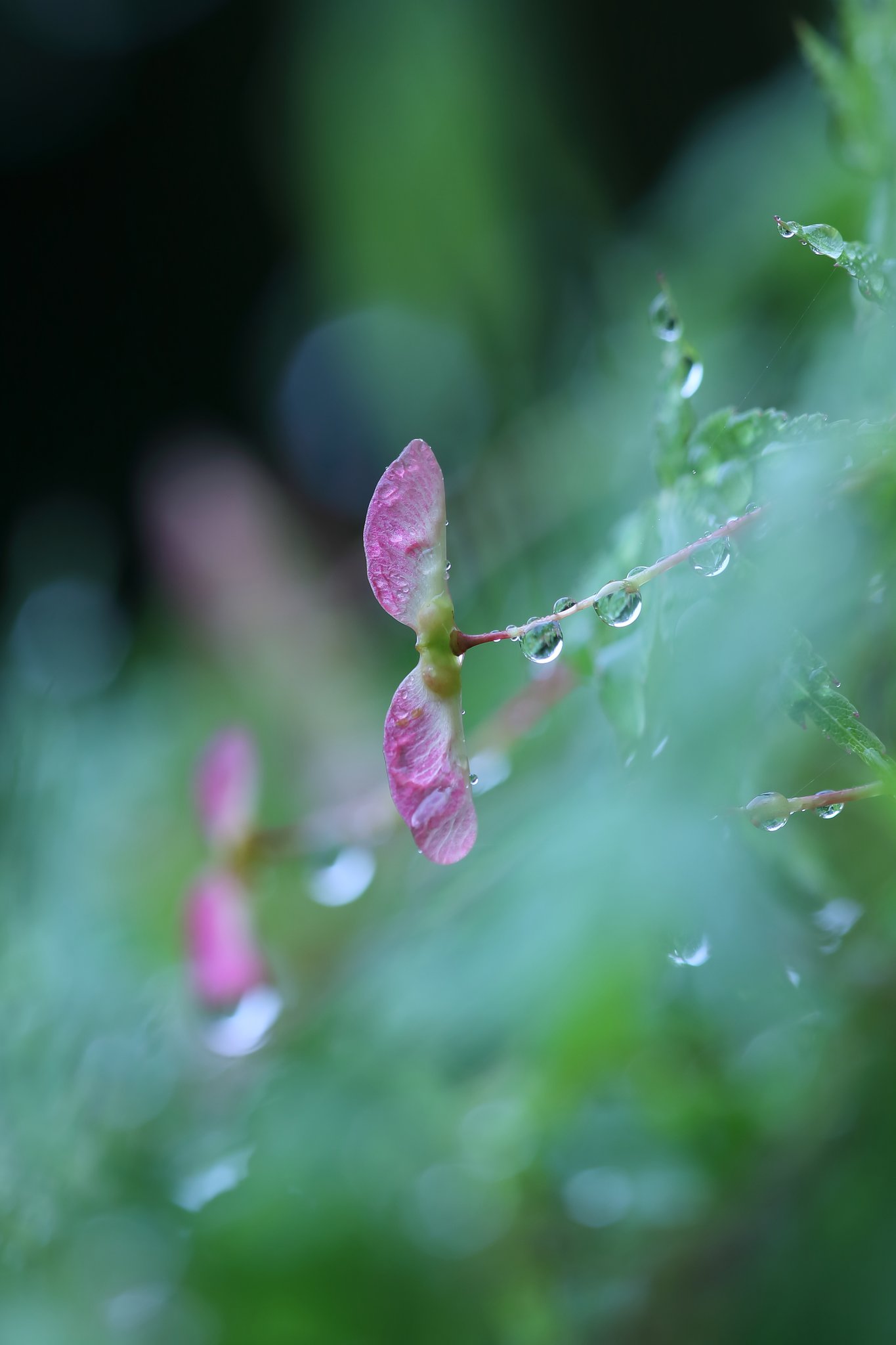 暫しの雨上がり