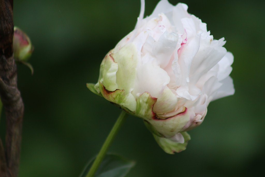 白の芍薬