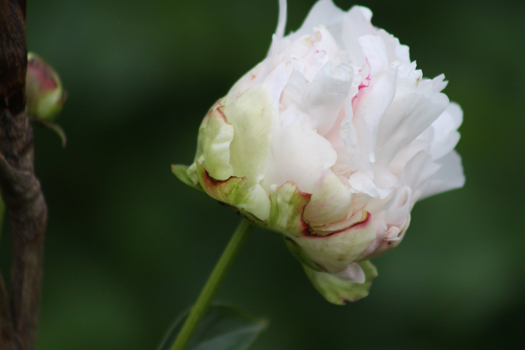 白の芍薬