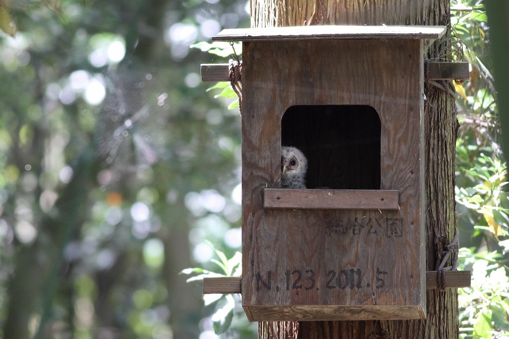 麗らかな春の日