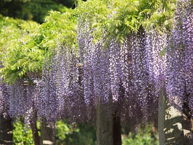 藤の花が見頃で・・