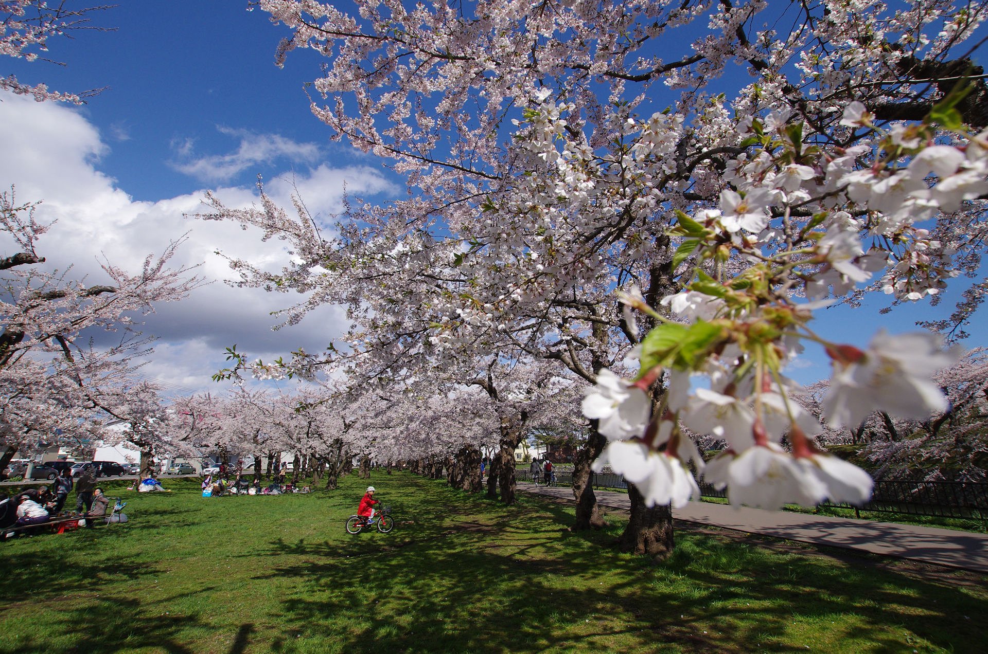 五稜郭公園　サクラ満開