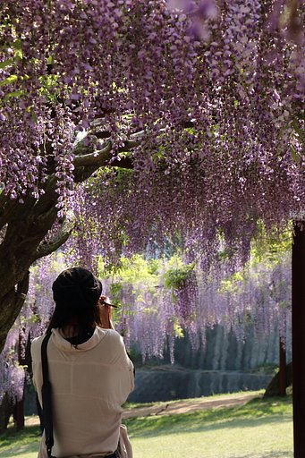 【purple】藤に魅せられて