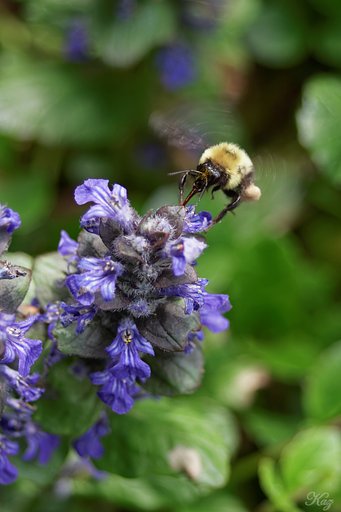 花と昆虫写真デビュー作 （＾＾）