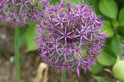 【Purple】アリウム
