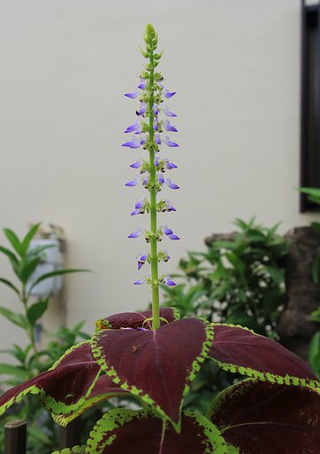 小さな花