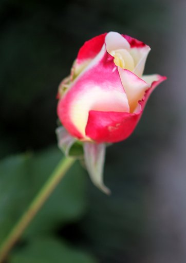 薔薇の蕾