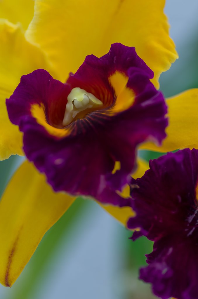 PENTAX-D FA MACRO 100mm F2.8
