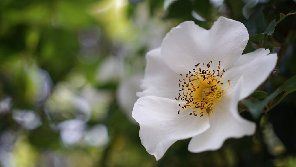 何の花・・・？