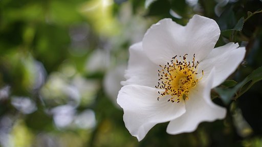 何の花・・・？