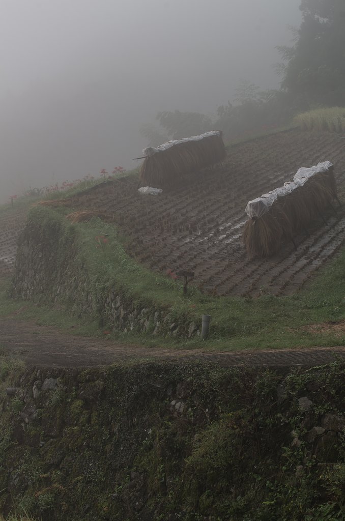 In the fog