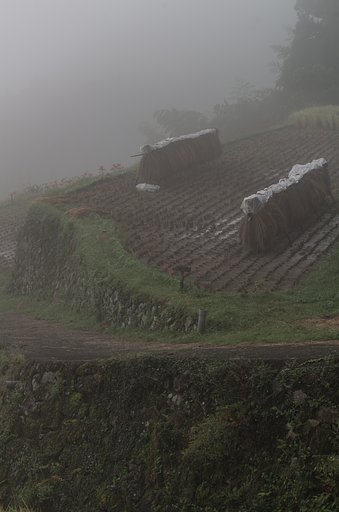 In the fog