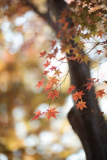 Y/C P50mmF1.4AEJ