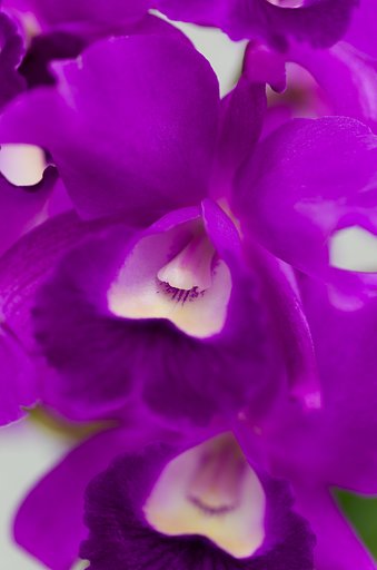 PENTAX-D FA MACRO 100mm F2.8