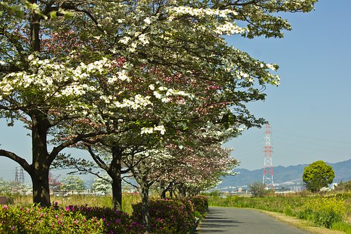 淀川原のハナミズキ並木