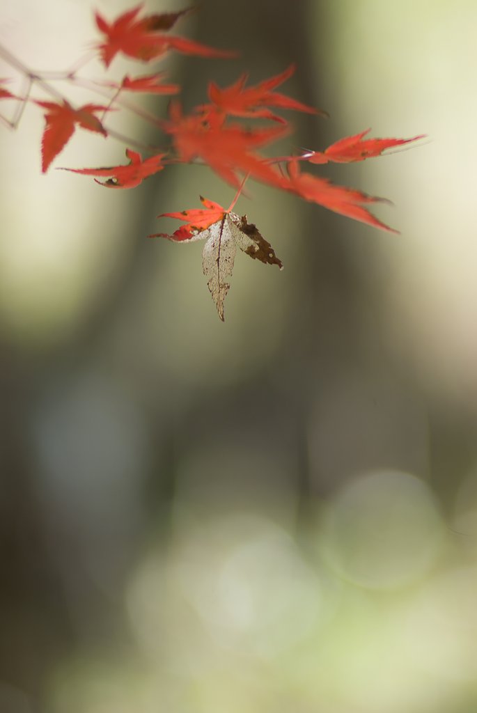 Y/C S180mmF2.8 MMG 