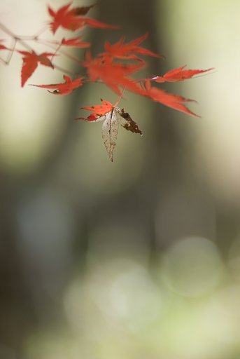 Y/C S180mmF2.8 MMG 