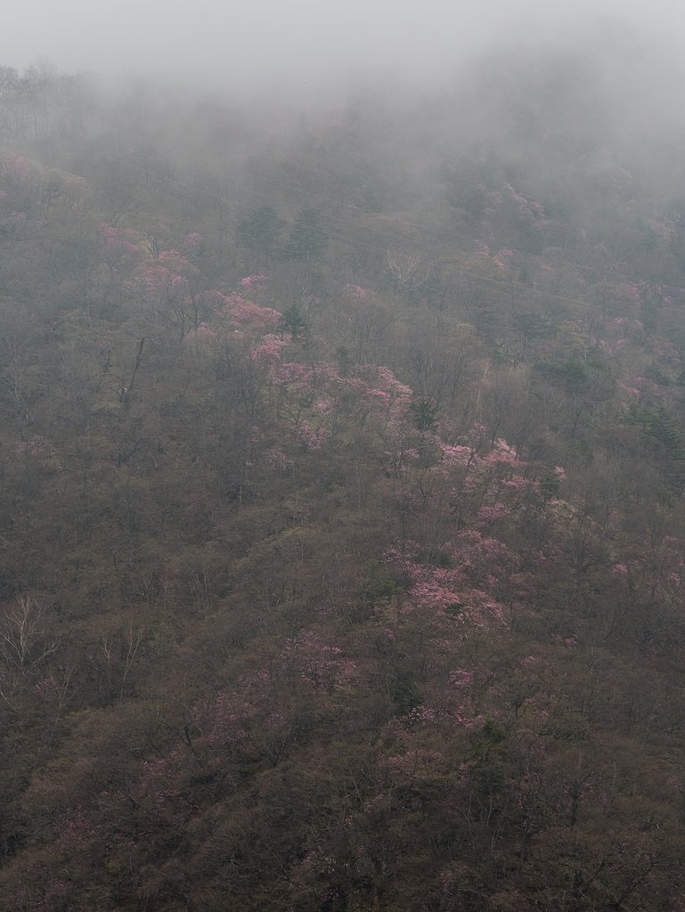 霧にかすむ桜並木