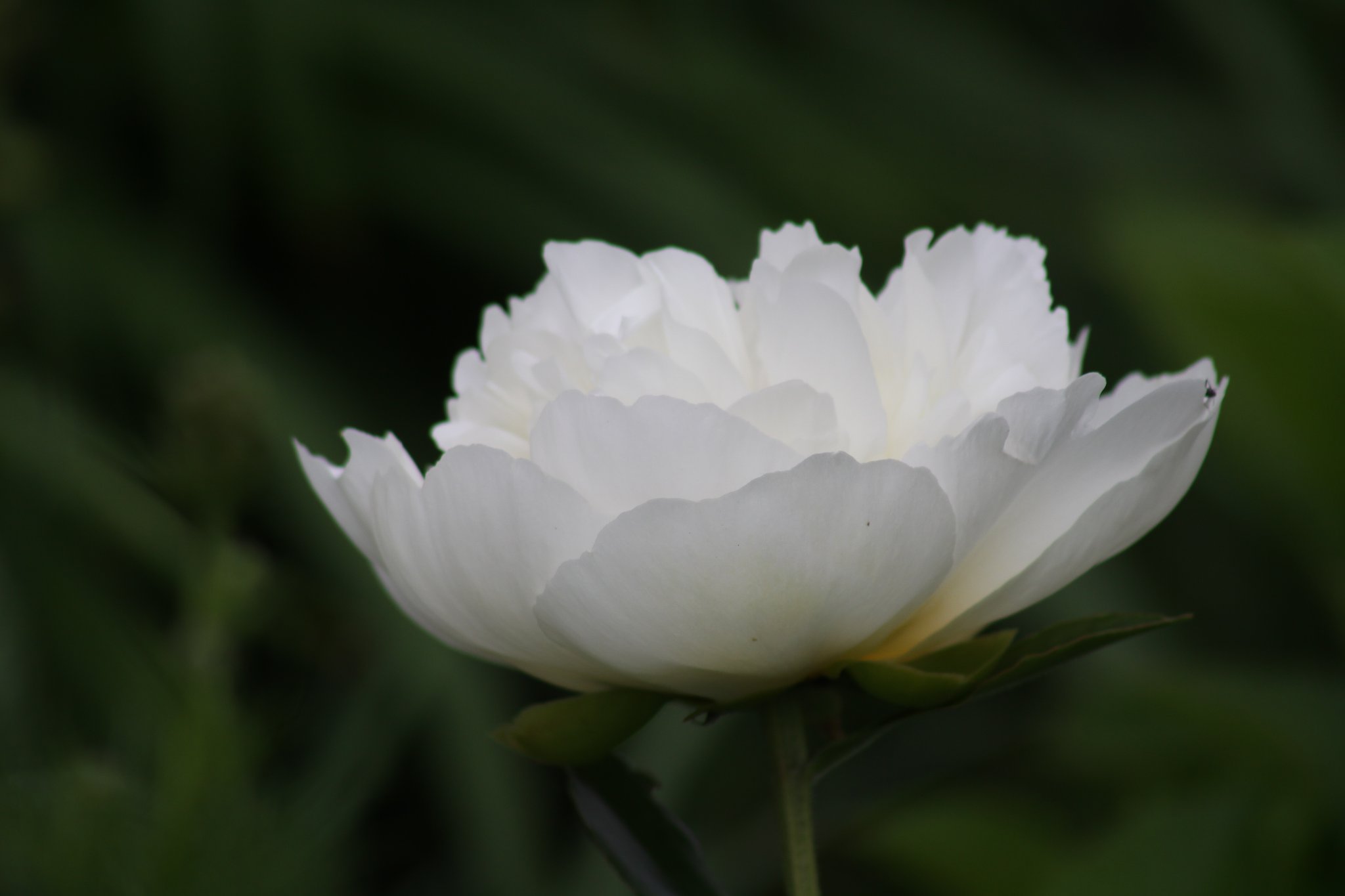 白の芍薬
