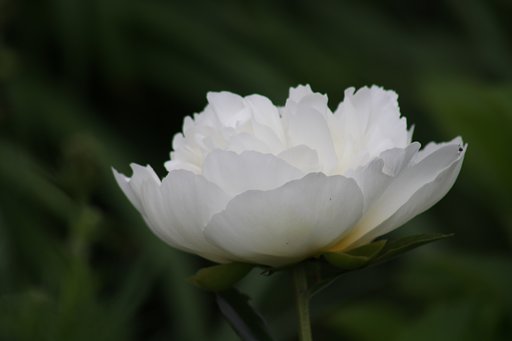 白の芍薬