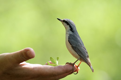 ゴジュウカラ