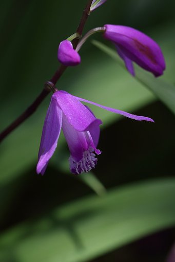 【purple】この花の名前は知らん