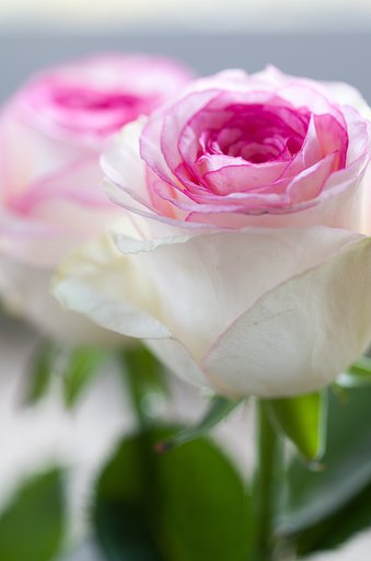 SIGMA MACRO 70mm F2.8