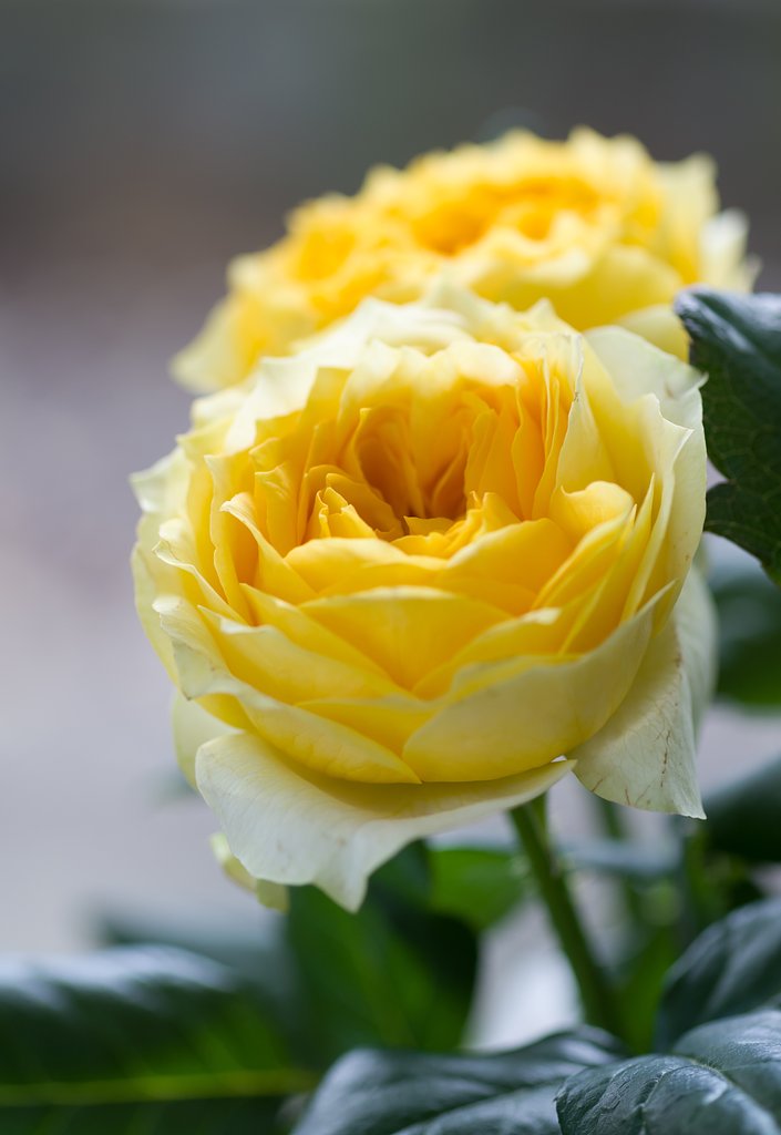 SIGMA MACRO 70mm F2.8