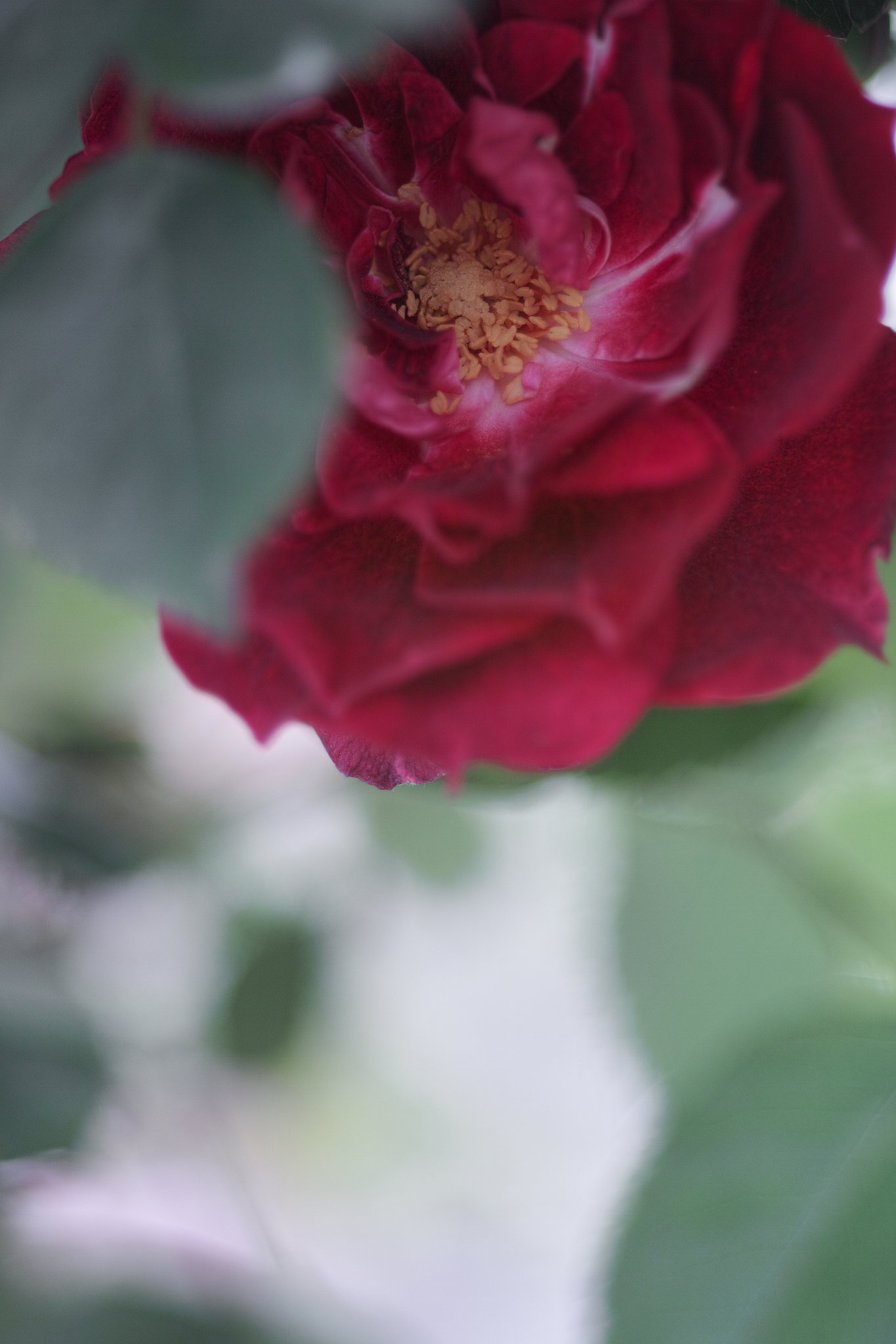 ミノルタα100mmF2.8