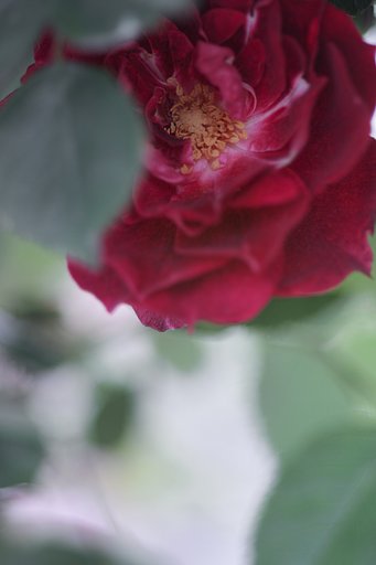 ミノルタα100mmF2.8