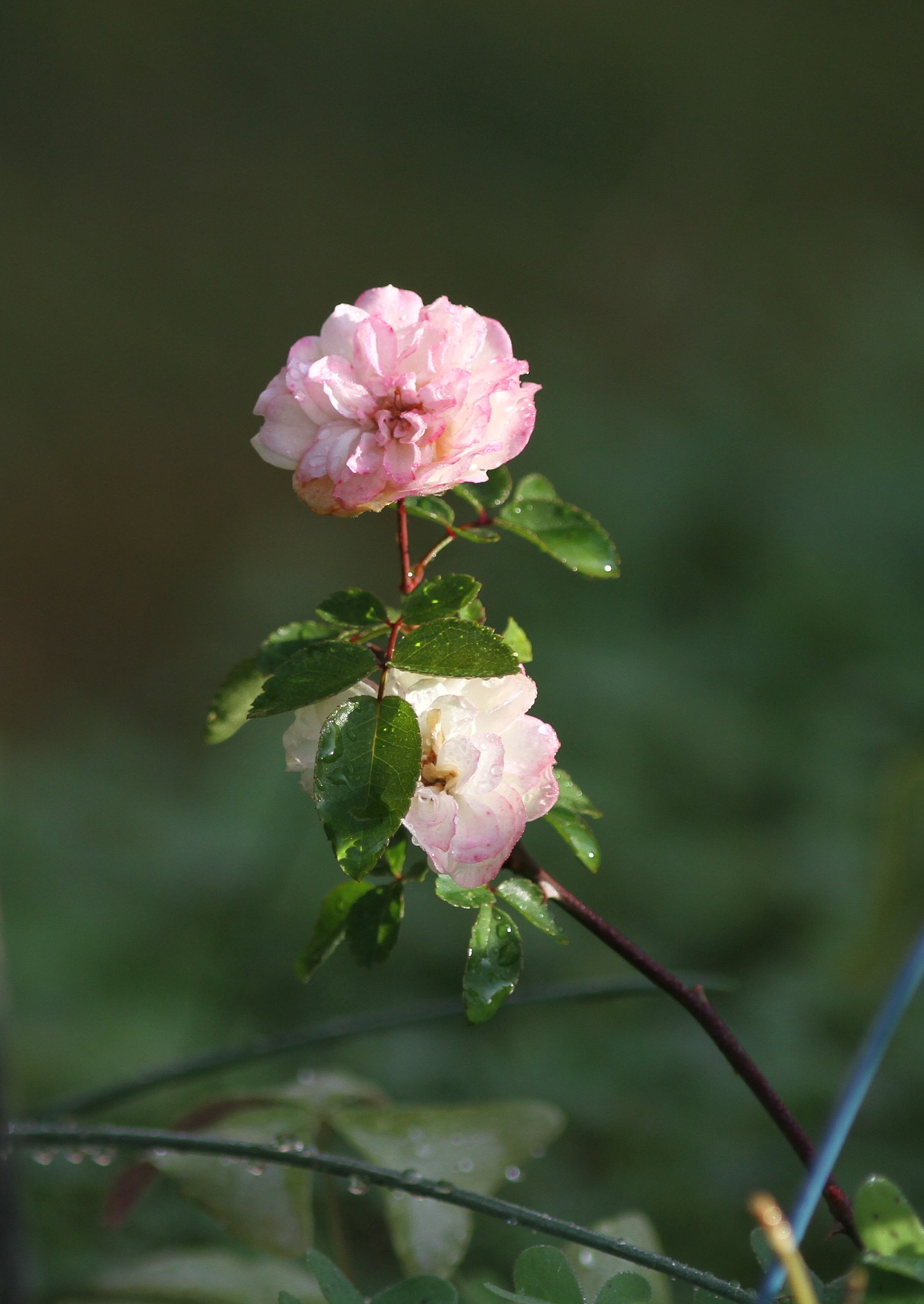 Canon  EF３00㎜ｆ/4 usm　