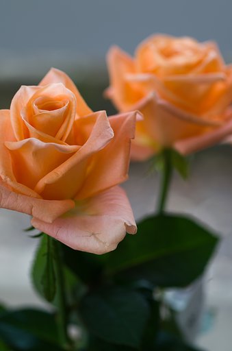 SIGMA MACRO 70mm F2.8