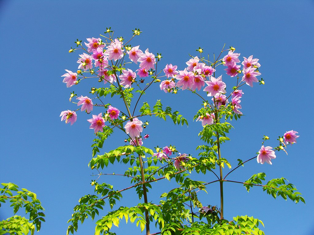コダチダリア　　キク科