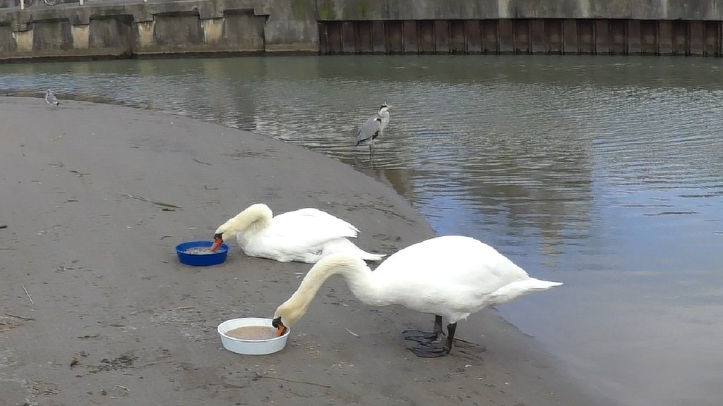 人と共生する水鳥の楽園