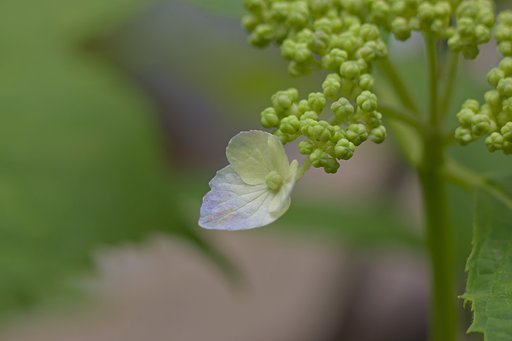 【 Purple 】 山紫陽花すこし開いて