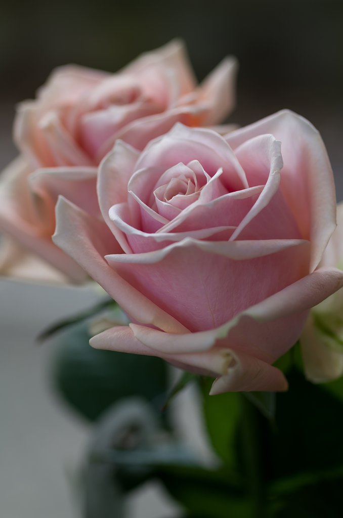 SIGMA MACRO 70mm F2.8