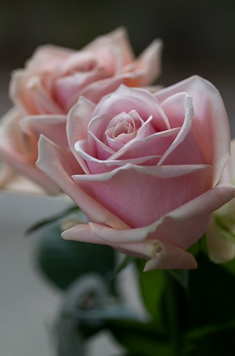SIGMA MACRO 70mm F2.8