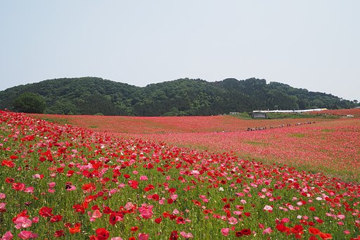 幾千万の情熱