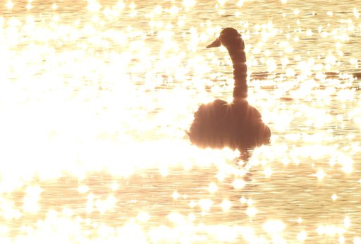 水辺の鳥たち　４