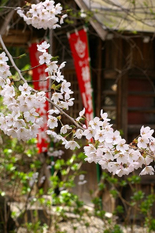 桜のバックの種明し