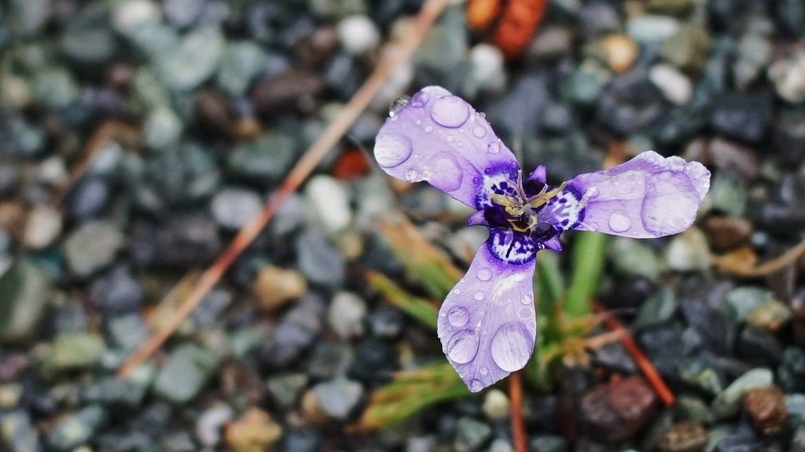 雨に咲く花！